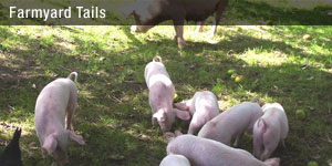 Find out more about our traveling farm called Farmyard Tails.